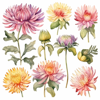 Clipart Watercolor chrysanthemum, passion flower, artichoke, clipart elements bundle