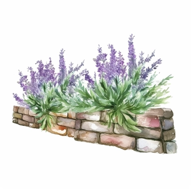 hedge with lavender, watercolor, clipart, one illustration per image, white background