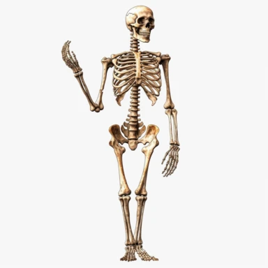 full human body skeleton, clipart, blank background