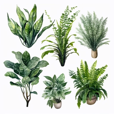 BOSTON FERN, DWARF DATE PALM, SPIDER PLANT, CHINESE EVERGREEN, DEVIL’S IVY, BROADLEAF LADY PALM, PEACE LILY, BARBERTON DAISY, watercolor, Object, vector collection, clipart, 8k, white background.