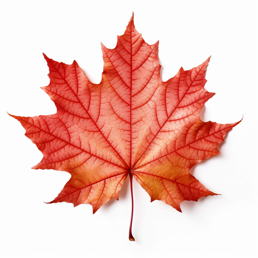 maple leaf clipart