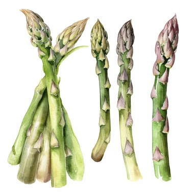 Watercolor asparagus clipart, hd, on white background, spaced out 3:2 s 1000