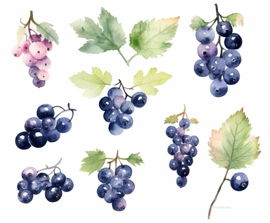 watercolor Blackcurrant fruits clipart, flat style, no volume, few details, washed out, minimalistic style, very lose details, very light colors, transparent colors, light airy hues and pastel tones, spaced out, white background, washed out colors and paint, hand-painted watercolor, watercolor spray, watercolor splash, splatters and paint smudges on top of each Blackcurrant, watercolor paper with visible rough paper texture, a variety of watercolor brushes, do not cross workspace borders, rough 
