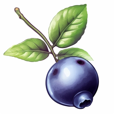 single blueberry clipart illustration, white background,