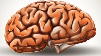 A clipart image of a human brain, simplified and stylized for easy understanding and application in various educational contexts.