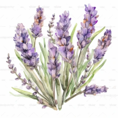 watercolor clipart of Lavendel, white background, pastel tetradic colors, focused on the character,