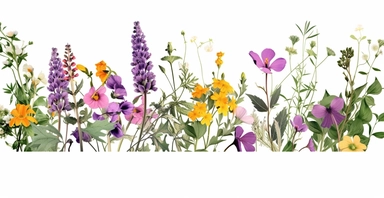 Pressed boho cottagecore floral clipart violet, honeysuckle, black-eyed susan, wild rose and orchids floral border wildflowers with green foliages floral nature garden border, clipart with white background