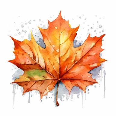 create single watercolor clipart showcasing the vibrant colors of autumn leaf, sharp clear lines hyper detailed high resolution white background