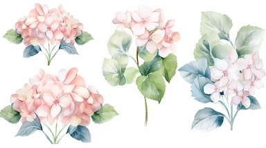 Watercolor blush rose flowers and hydrangea clipart. Floral element set. Design perfect for wedding invitation, DIY greeting cards. Hand painted floral illustration isolated on a white background