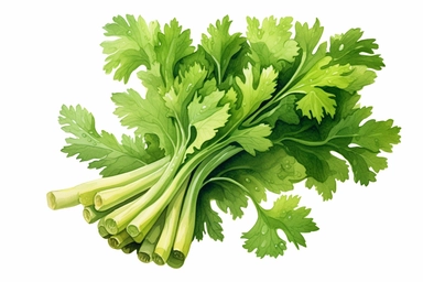 Watercolor , Celery, clipart, hd, on a white background, spaced out