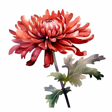 create watercolor clipart with chrysanthemum on white background, a branch with chrysanthemum Flower, color wine and red, by Thomas W.Schaller