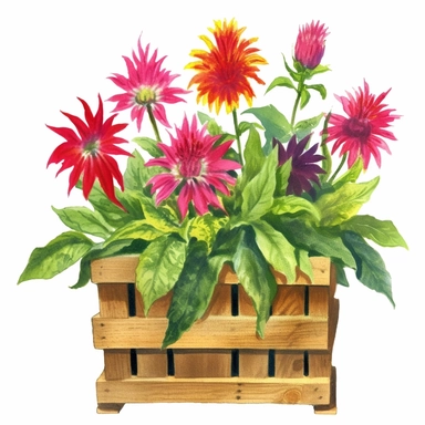 Design a dreamy watercolor clipart of frenchfarmhouse-inspired Bee balm, blanket flower, and blazing star liatrus arranged in a rustic wooden crate composition, hand-painted with soft and graceful brushstrokes. Draw inspiration from the artistic finesse of Ethereal Petals Watercolors for a refined and ethereal depiction. isolated on a white background, hand-drawn illustration, hand-painted watercolor texture, 16k UHD resolution, intricately detailed, sharp focal points, designed by Ana Victoria 
