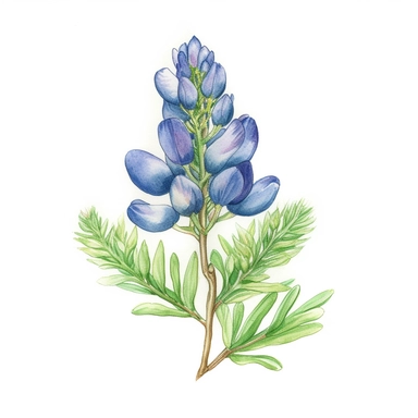clipart of a solitary bluebonnet on a white background