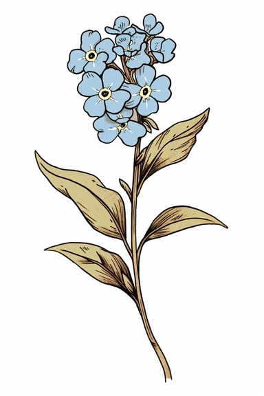 line drawing clipart of a single forget me not in black and white, coloured in