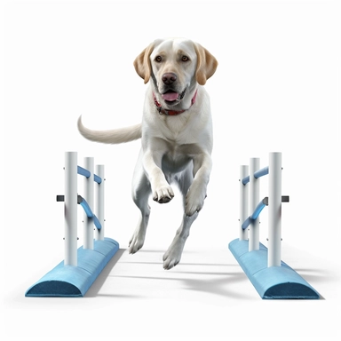 Labrador Retriever, Agility Training, realistic, Clipart, white background, no text, no caption