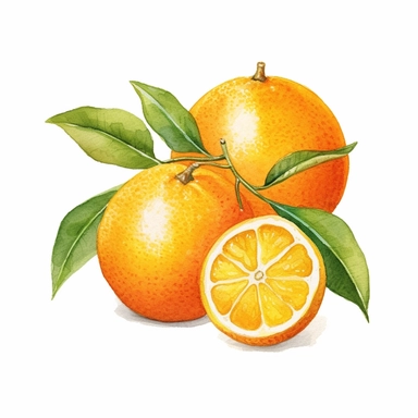 A colorful watercolor natural fresh oranges illustration about citrus clipart in PNG format, vector, with a white background and easy to cut out