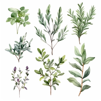 Watercolor tea herbs Clipart, tea herbs, Minimalist tea herbs Watercolor, Ikebana Clipart, Separated design, 8k