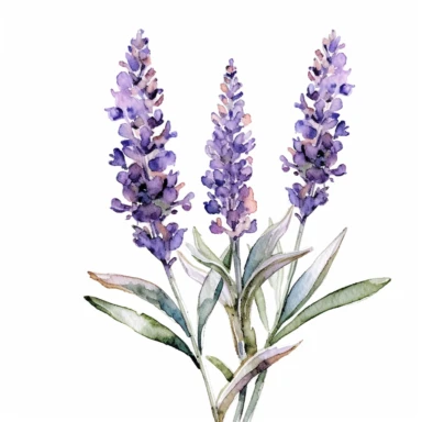 watercolor Serene Lavender floral line for decoration, style of Pierre-joseph redoute, png, clipart, hd, contour white outline, isolated on white background