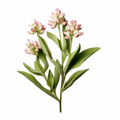 high def photograph clipart vector image with plain white background of a hyper realistic high definition photograph of a bunch of milkweed growing. extremely detailed. 35mm lens. 8k. Ultra HD.