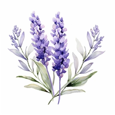 watercolor Serene Lavender floral line for decoration, style of Pierre-joseph redoute, png, clipart, hd, contour white outline, isolated on white background