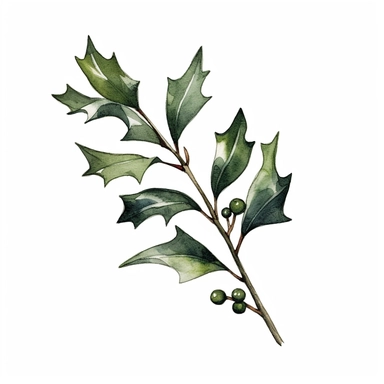 a little branch of holly tree leaves, watercolor clipart, green leaves, cut out, simple line art drawing, thin black outlines