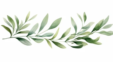 Watercolor olive branches leaves, clipart, isolated white background