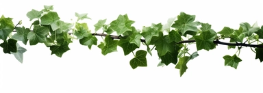 fresh ivy vine vines branch green clipart, hd png download, in the style of ilford hp5 disposable camera, 8k resolution, associated press photo, cranberrycore, 3840x2160, trompe-l'œil, norwegian nature