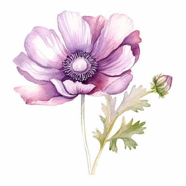 Anemone flower, water color style, clipart, white background