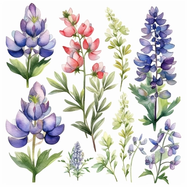 Watercolor Lupine Clipart - floral bluebonnet flowers and bouquets in PNG format instant download for commercial use