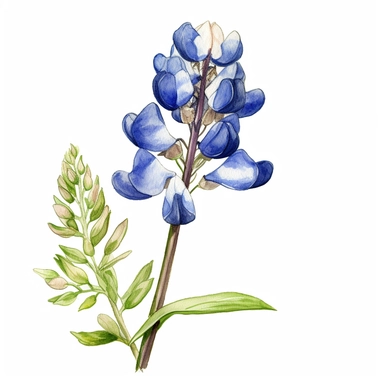 clipart of a bluebonnet with a style similar to watercolor and colored pencil, but slightly more realistic. The watercolor effect should only be applied to the bluebonnet , and not spill out onto the background, so that the image can be easily edited and used in different contexts. Keep the details minimal and use clean thick lines. white background