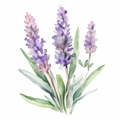 watercolor clipart of Lavendel, white background, pastel tetradic colors, focused on the character,