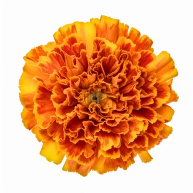 single full bloom marigold clipart, hd, isolated on white background, spaced out , ar 3:2 s 1000