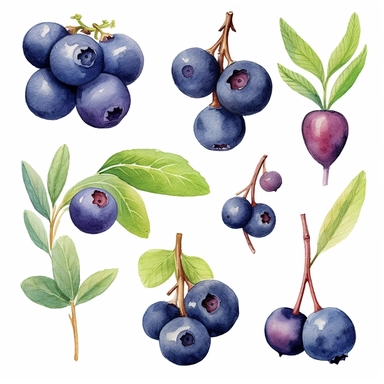 A charming watercolor Huckleberry fruit clipart bundle, showcasing an adorable Huckleberry fruit engrossed in playful activities. Against a clean white background, the watercolor painting depicts the cub's unbridled enjoyment and sense of fun. This Huckleberry fruit clipart bundle infuses designs with a lively and joyful atmosphere, creating a delightful and engaging visual experience. /artistic_style:Watercolor painting /background:white /subject:playful Huckleberry fruit /emotion:enjoyment, fu