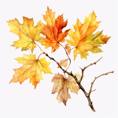 Branch of tree of light maple ,watercolour clipart