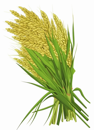 a bunch of green rice, surrounded by clipart leaf clipart, in the style of gene luen yang, realistic brushwork, light yellow and amber, simplified line work, françois boquet, realistic detail, stock photo