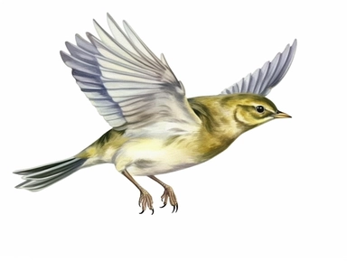 Wood warbler flying Watercolor isolated on white background, Watercolor Clipart painting, high quality, HD, children's book illustrations, realistic lifelike figures, white background