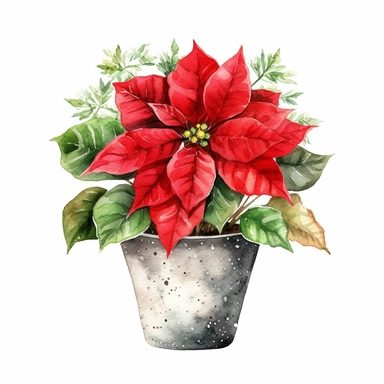 vector watercolor cute vintage single Christmas poinsettia in a Christmas pot, intricate design, clipart on white background, fall, Christmas single poinsettia in Christmas pot, red and green, photorealistic, ultrarealistic, no background, on whit