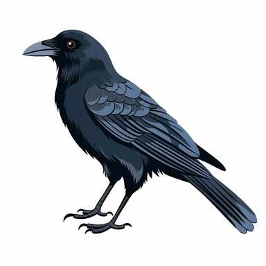 crow clipart, white background,
