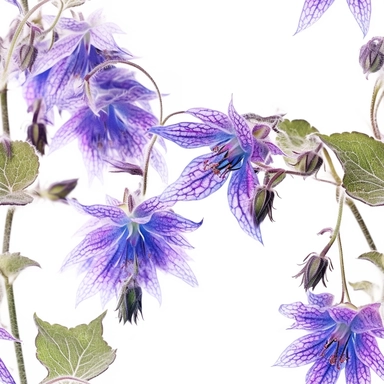 Purple borage flowers as a clipart with white background. A masterfully crafted digital artwork that explores the beauty and intricacy of purple borage flowers. The composition offers a close-up perspective, allowing the viewer to marvel at the delicate details of each petal and the unique patterns they create. Soft lighting highlights the vibrant purple tones, evoking a sense of tranquility and serenity. The artwork exhibits a contemporary realism style with a touch of impressionism, reminiscen
