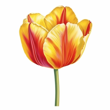 hyperrealism painting , a yellow and red tulip , white background, watercolor style, farmhouse chic, tempera clipart