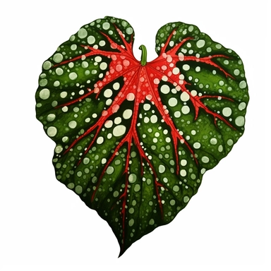 Clipart, Polka Dot Begonia's, also known as Begonia Maculata Leaf, tropical botanical plant from Brazil, with large angel wing shaped leaves, in a vibrant olive green color, deep red undersides and polka dot finishes on top. It has silver spots on its surface and a crimson reddish underside