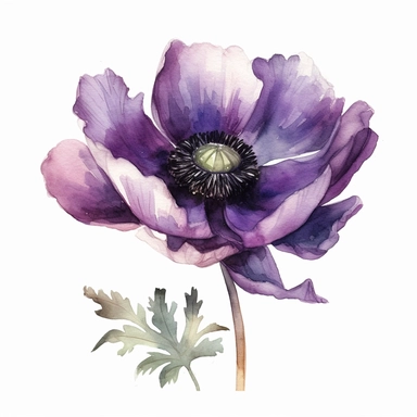 Purple Anemone Clipart, watercolor style, white background