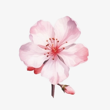 single SAKURA CHERRY BLOSSOM FLOWER SOFT WATERCOLOR, HIGH DETAIL, MODERN REALISTIC CARTOON STYLE, 8K WHITE TRANSPARENT BACKGROUND, CLIPART--AR 3:2
