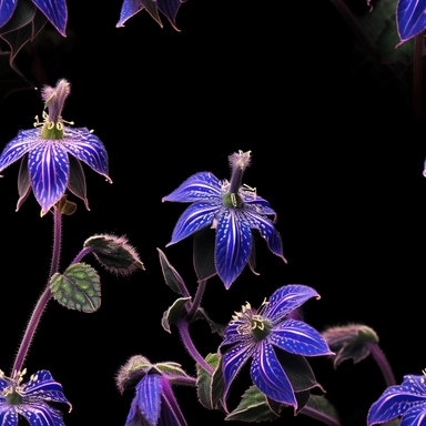 Purple borage flowers as a clipart with black background. A masterfully crafted digital artwork that explores the beauty and intricacy of purple borage flowers. The composition offers a close-up perspective, allowing the viewer to marvel at the delicate details of each petal and the unique patterns they create. Soft lighting highlights the vibrant purple tones, evoking a sense of tranquility and serenity. The artwork exhibits a contemporary realism style with a touch of impressionism, reminiscen