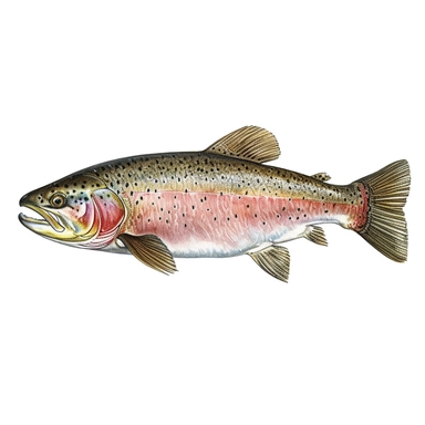 rainbow trout, clipart graphic, highly detailed, isolated figure, isolated graphic, no shadows, isolated on white background, now shadows or external detail, only the trout with nothing else