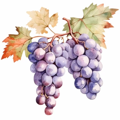 A vineyard with grapevines loaded with clusters of ripe grapes clipart, white background, watercolor drawing