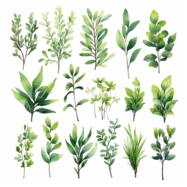 watercolor, Collection of greenery leaf plant forest herbs tropical leaves spring flora in watercolor style. Vector botanical decorative illustration for wedding invitation card png Full body realistic cartoon in 32K UHD cute. 15 cm thick outline. Black color. There was no shadow on the ground. 8k with realistic watercolors and detailed illustrations. PNG clipart, transparent white background