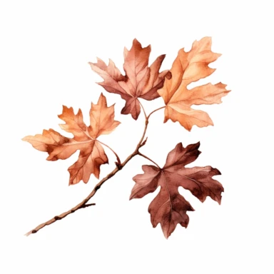 Tree branch of dark brown maple ,watercolor clipart