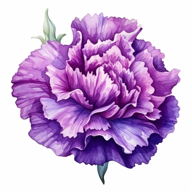 Watercolor purple carnation clipart on a white background in the style of feminine sticker art, Tanya Shatseva, storybook illustration, deep purple and lavender hues, Georgia O'Keeffe, flower and nature motifs, colored line art, colored outlines, cottagecore design, watercolor on white background, ombre, royal tones, colored line art, colored outlines, iridescent ombre, gradient shading, symbol of capriciousness, vibrant digital art oil paint photorealism, an illustration of a colored flower, me