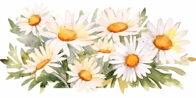 Daisy flower watercolor clipart. Chamomile illustration isolated on white. Perfect for wedding invitation, home decor, scrapbooking, sticker, packaging, greeting cards, textilestransparent background wallpaper,
